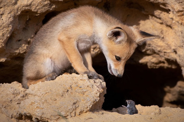 Comedy Wildlife Photography Awards 2020