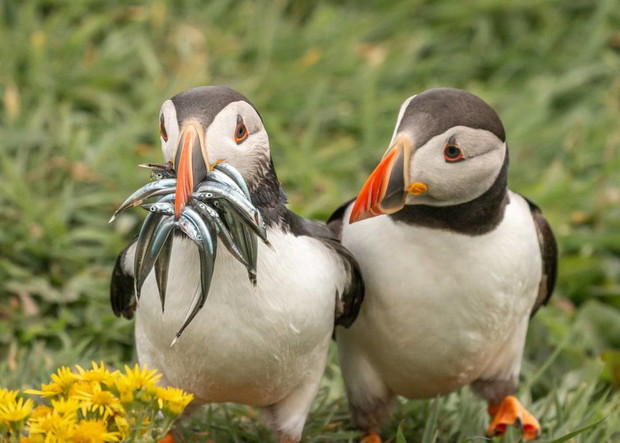 Comedy Wildlife Photography Awards 2020