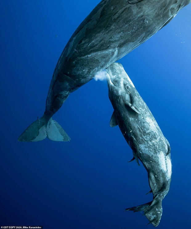 European Wildlife Photographer of the Year 2020