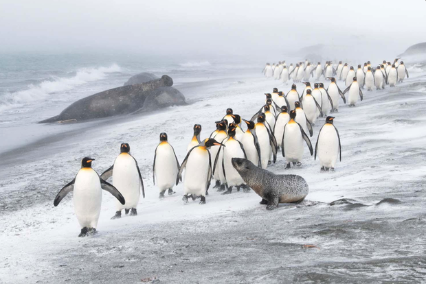 European Wildlife Photographer of the Year 2020