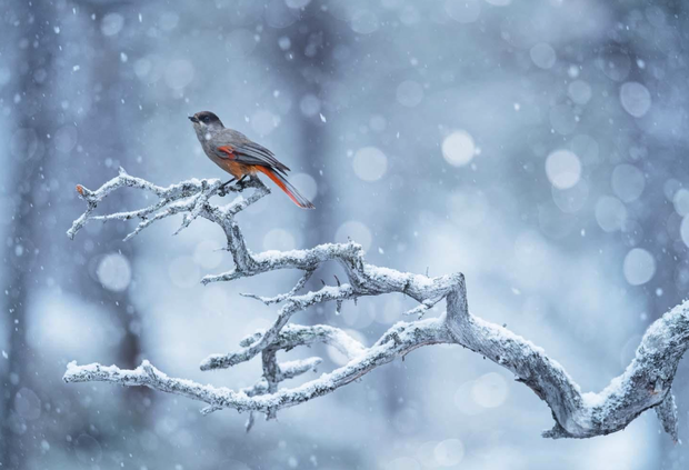 European Wildlife Photographer of the Year 2020