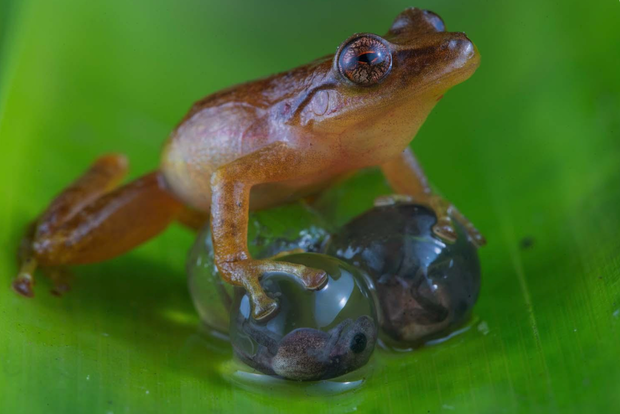 European Wildlife Photographer of the Year 2020