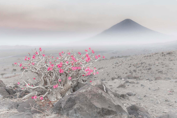 European Wildlife Photographer of the Year 2020