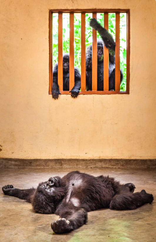 European Wildlife Photographer of the Year 2020
