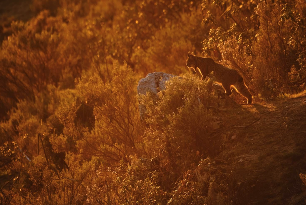 European Wildlife Photographer of the Year 2020