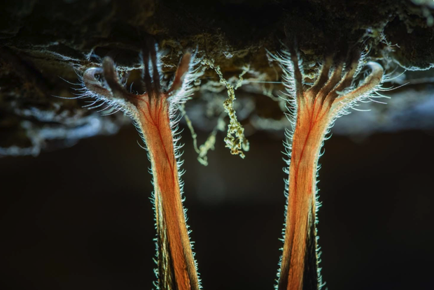 European Wildlife Photographer of the Year 2020