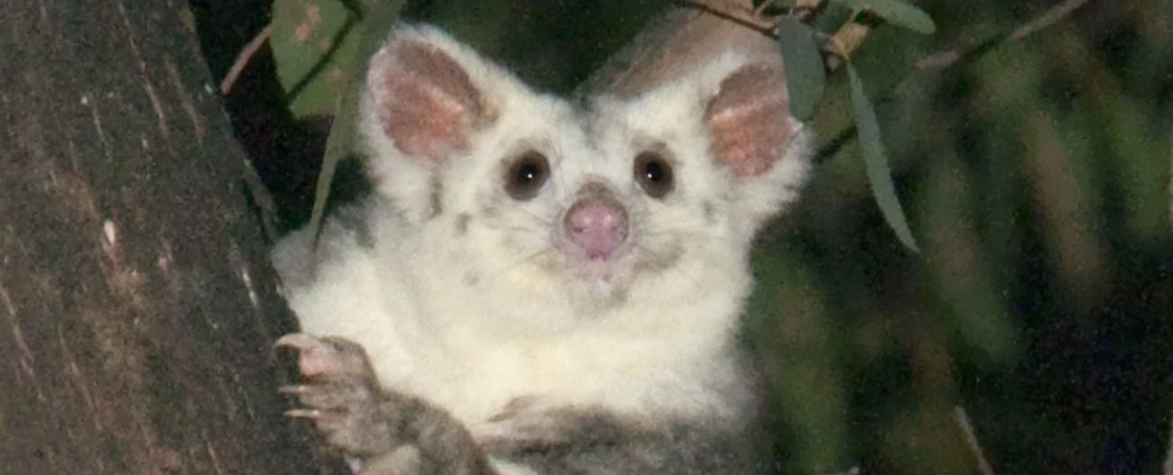 walatucha