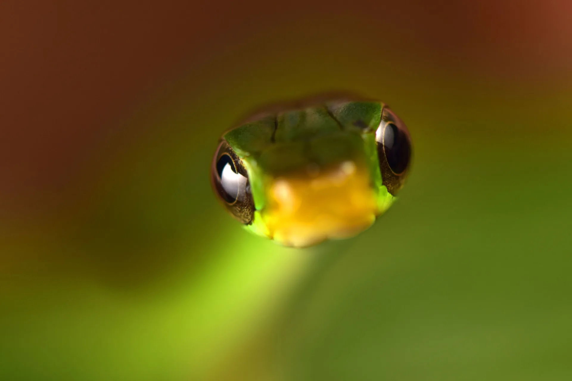 Chironius scurrulus; Conservation International/Trond Larsen