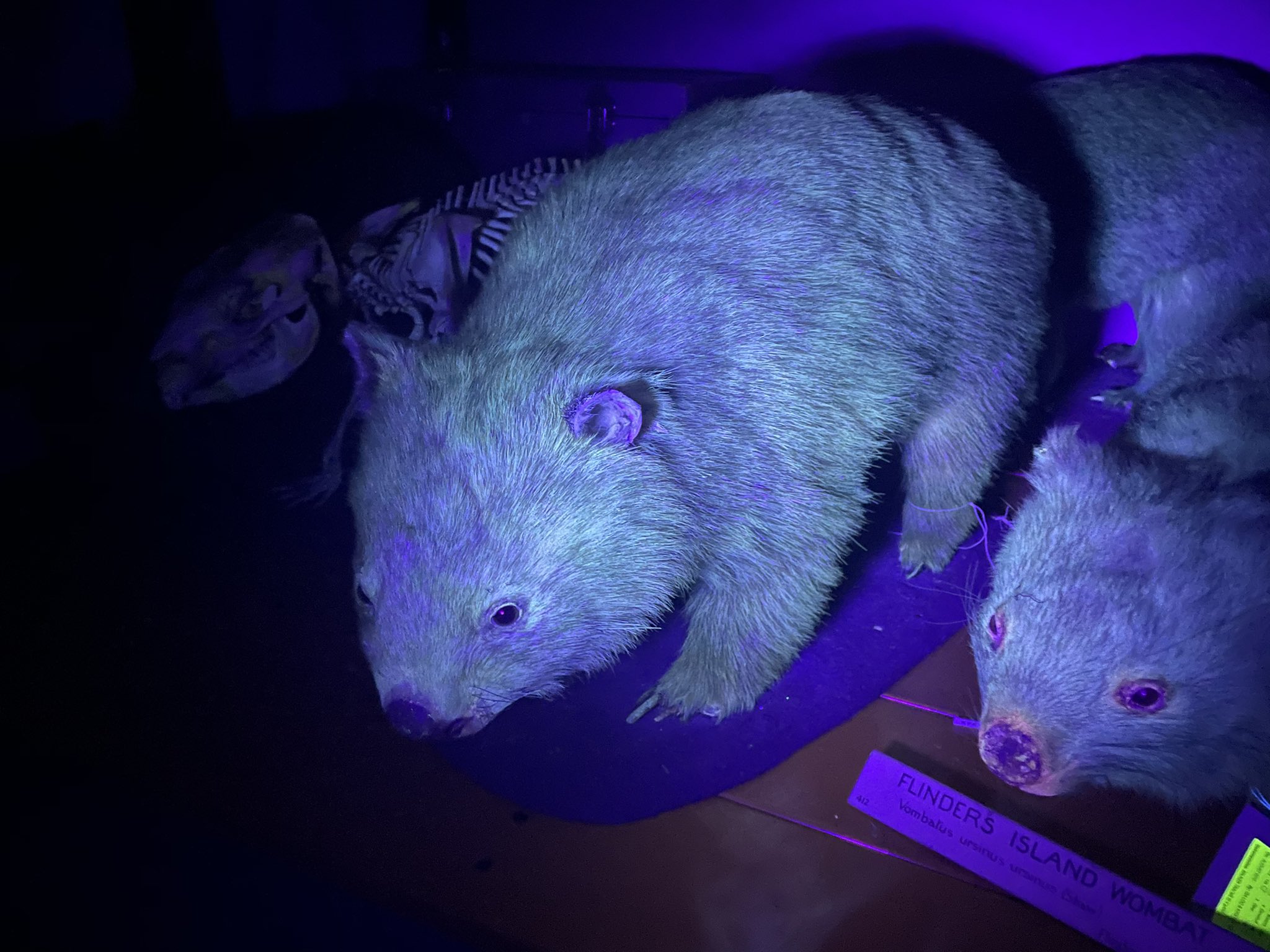 wombat