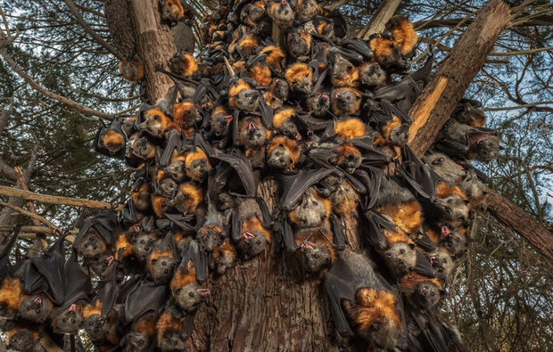 Best Animal Photo 2020