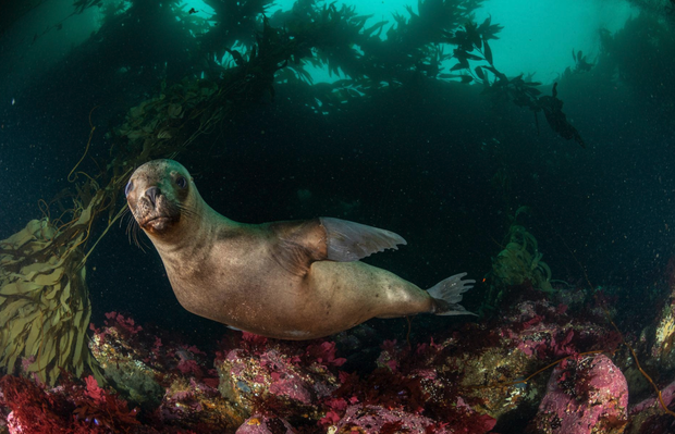 Best Animal Photo 2020