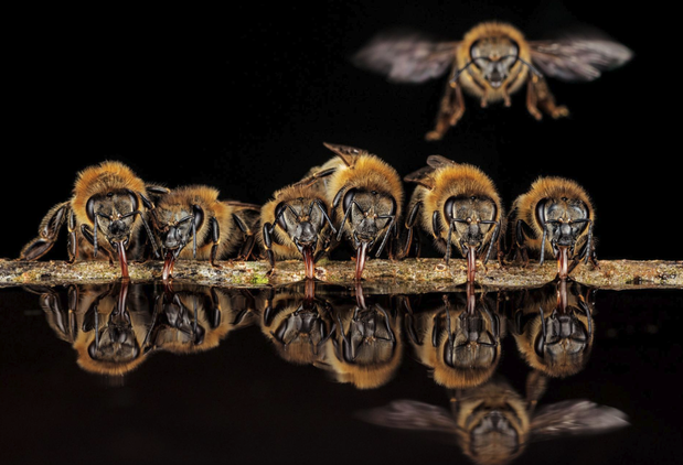 Best Animal Photo 2020