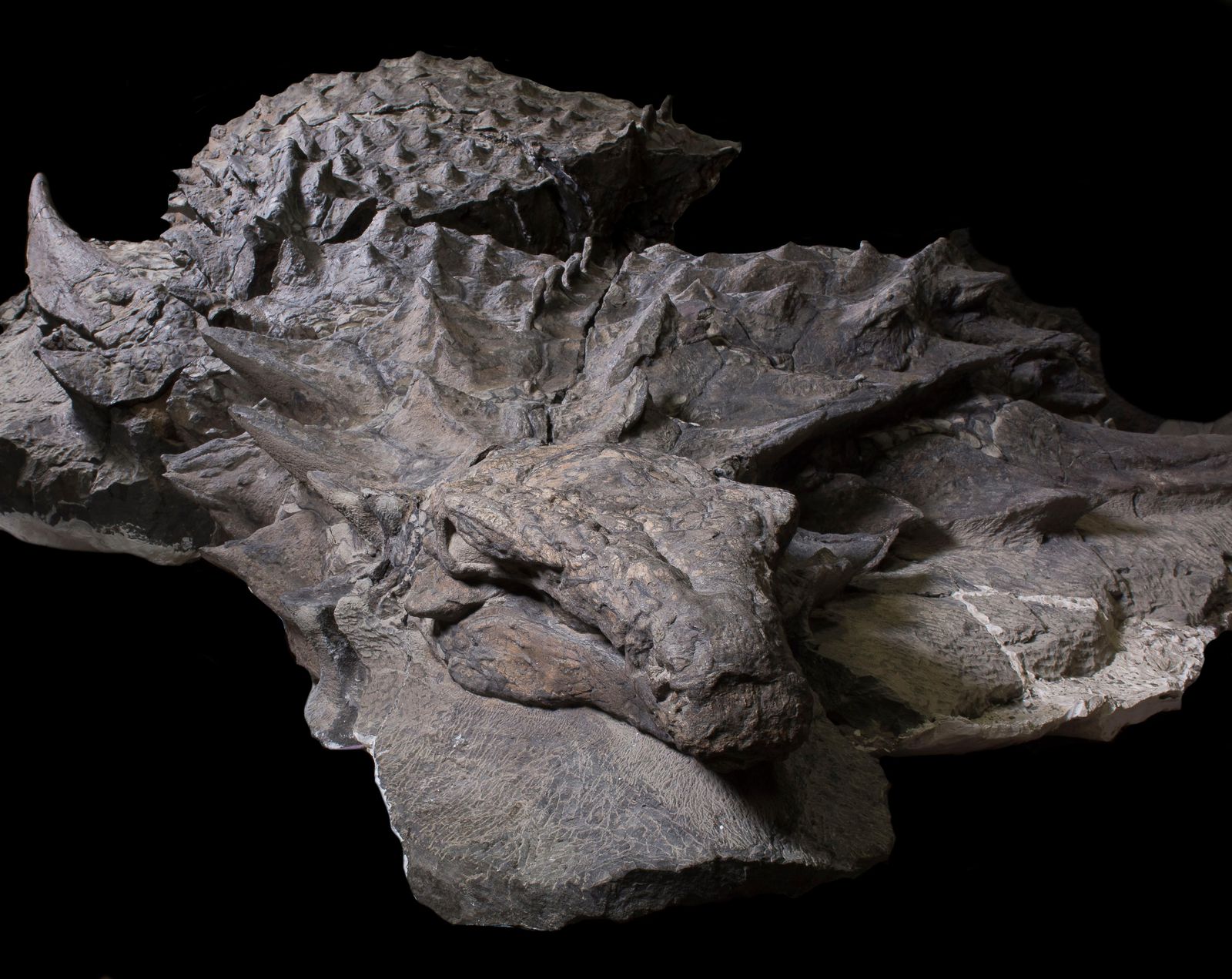 Mijający rok przyniósł wiele ważnych odkryć m.in. w paleontologii (fot. Royal Tyrrell Museum)