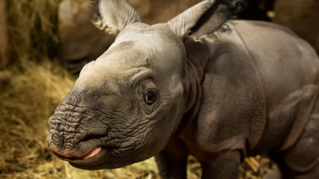 Samiczka pozostanie we Wrocławiu pod opieką matki przez co najmniej dwa lata (fot. ZOO Wrocław)