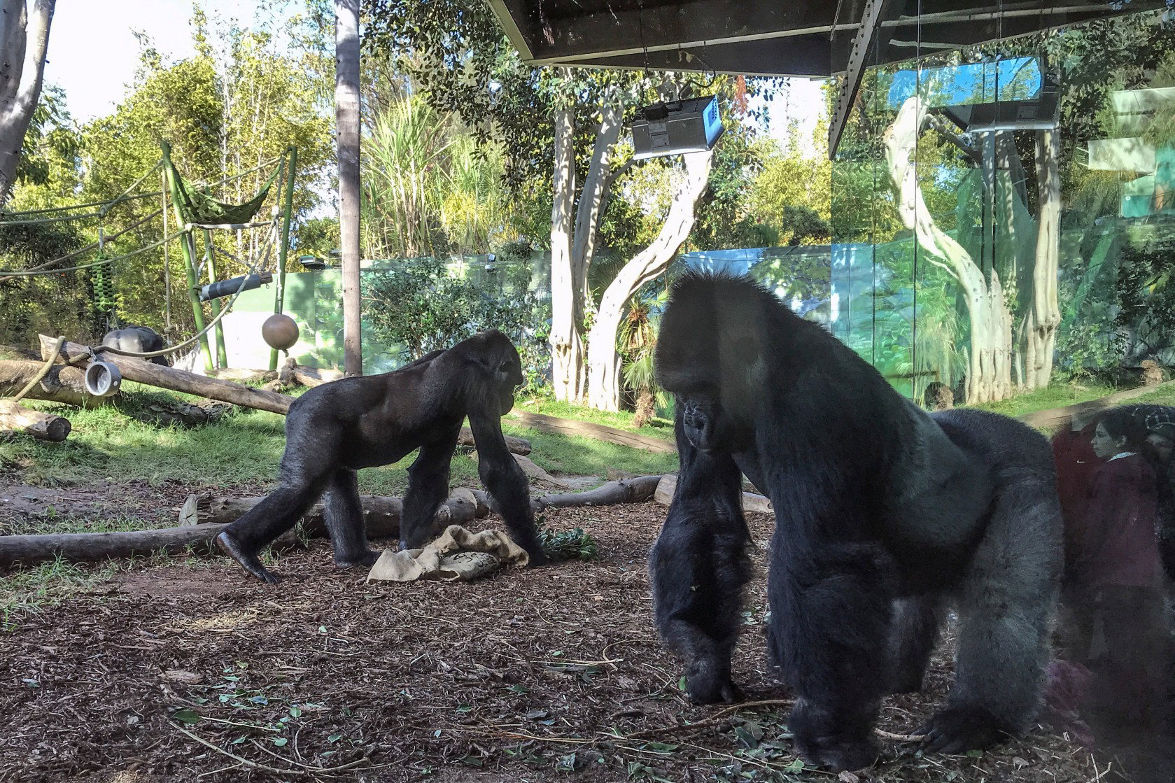 W zoo w San Diego przebywa stado ośmiu goryli (fot. Getty Images)