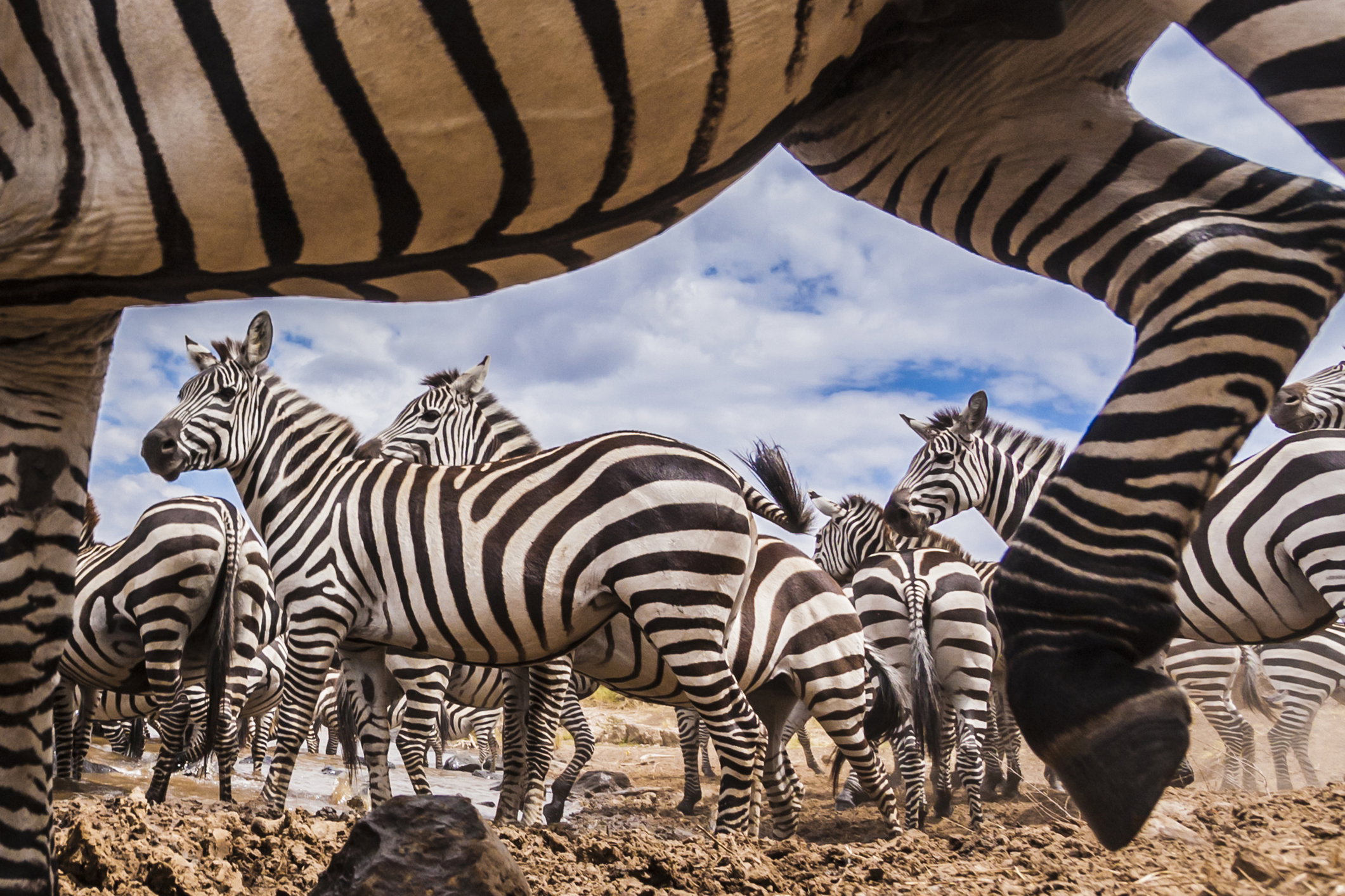 zebra