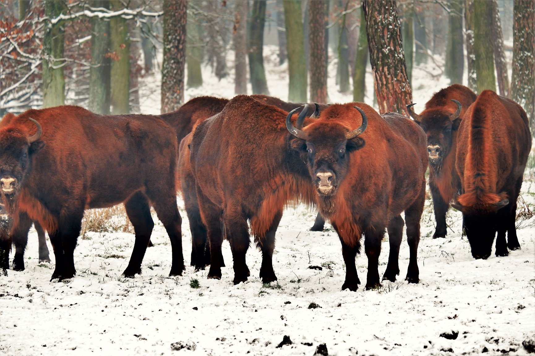 Część stada z zachodnich Bieszczadów jest poważnie chora (fot. Żubry Online)