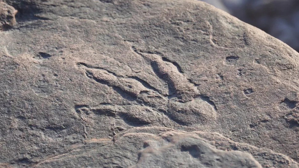 Skamieniały odcisk łapy dinozaura, który znalazła 4-letnia Lily (Image: © Amgueddfa Cymru – National Museum of Wales)