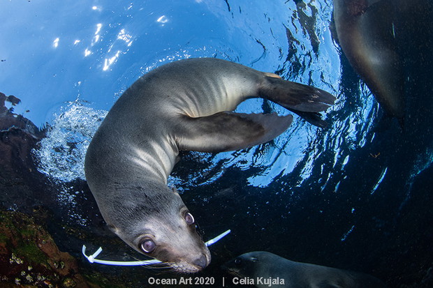 Ocean Art Photo 2020