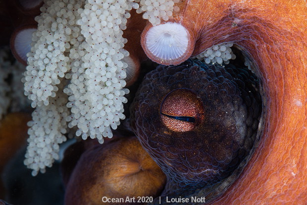 Ocean Art Photo 2020