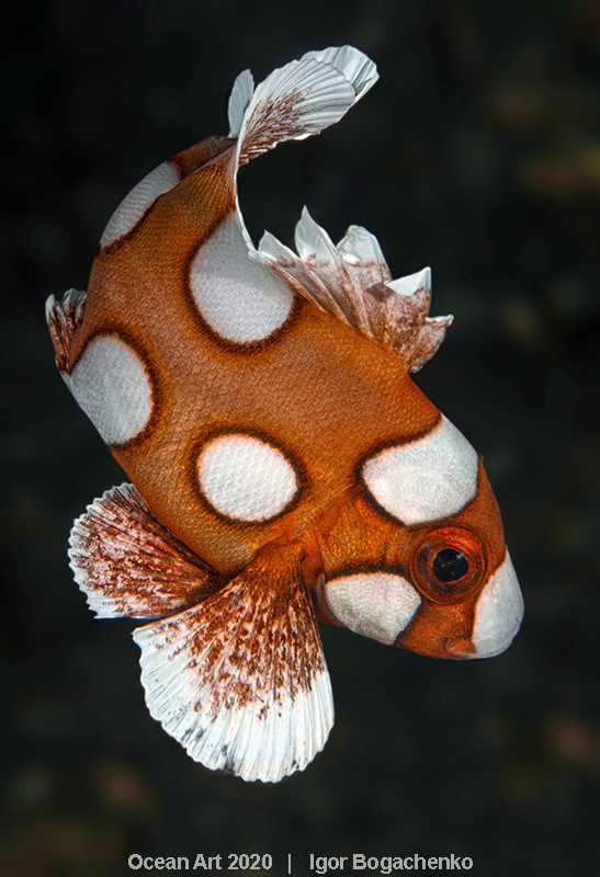 Ocean Art Photo 2020