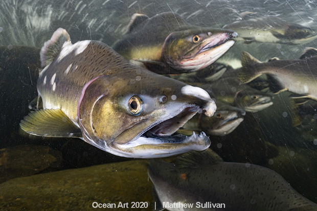 Ocean Art Photo 2020