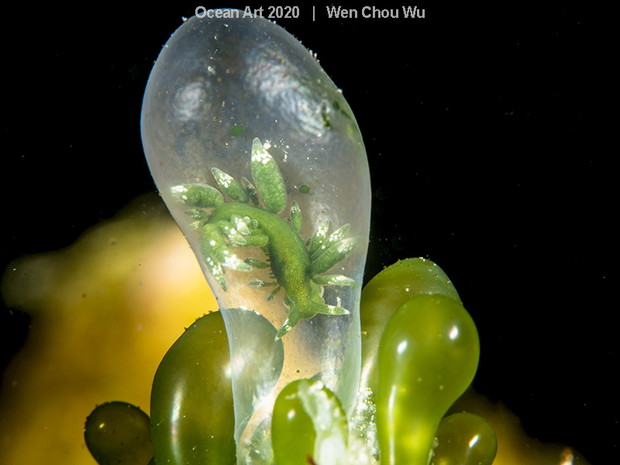 Ocean Art Photo 2020