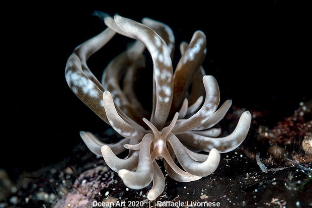 Ocean Art Photo 2020