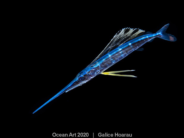 Ocean Art Photo 2020