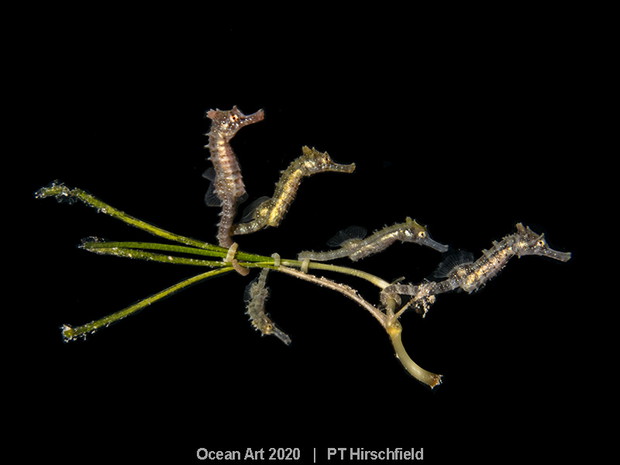 Ocean Art Photo 2020