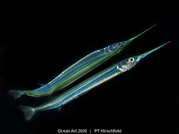 Ocean Art Photo 2020