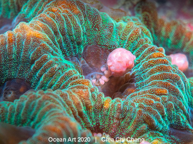 Ocean Art Photo 2020