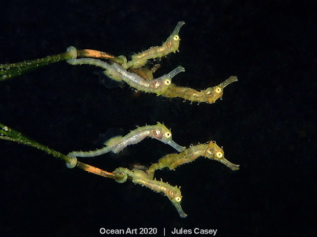 Ocean Art Photo 2020