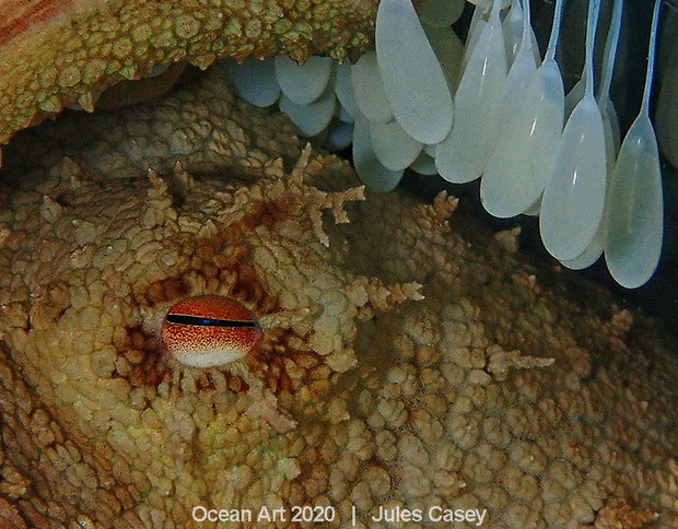 Ocean Art Photo 2020
