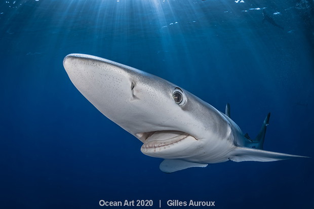 Ocean Art Photo 2020