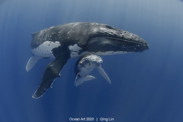 Ocean Art Photo 2020