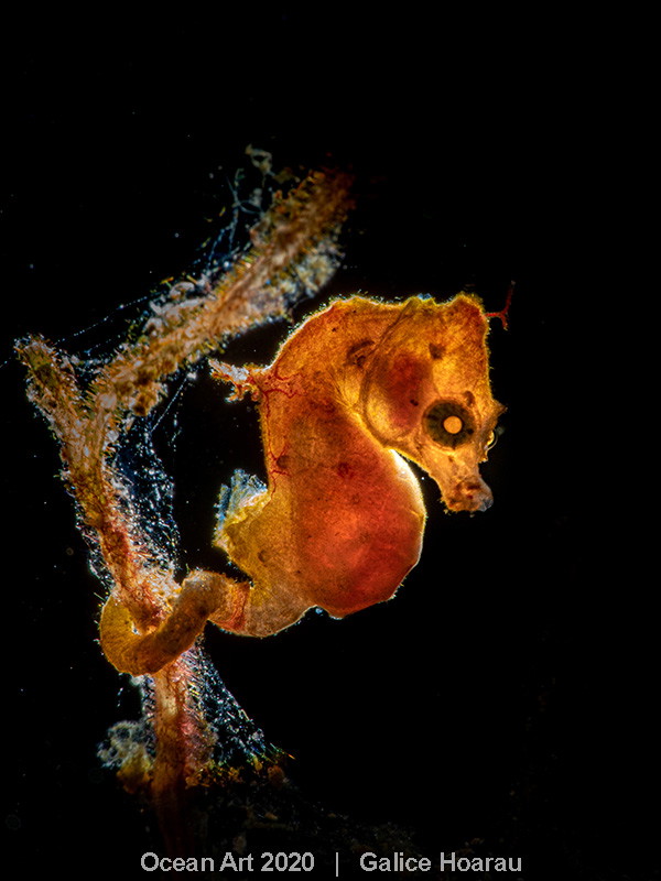 Ocean Art Photo 2020