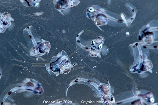 Ocean Art Photo 2020