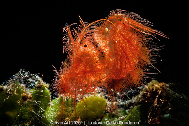 Ocean Art Photo 2020