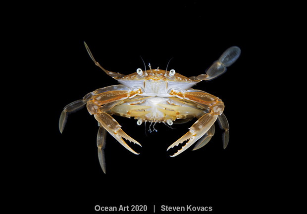 Ocean Art Photo 2020