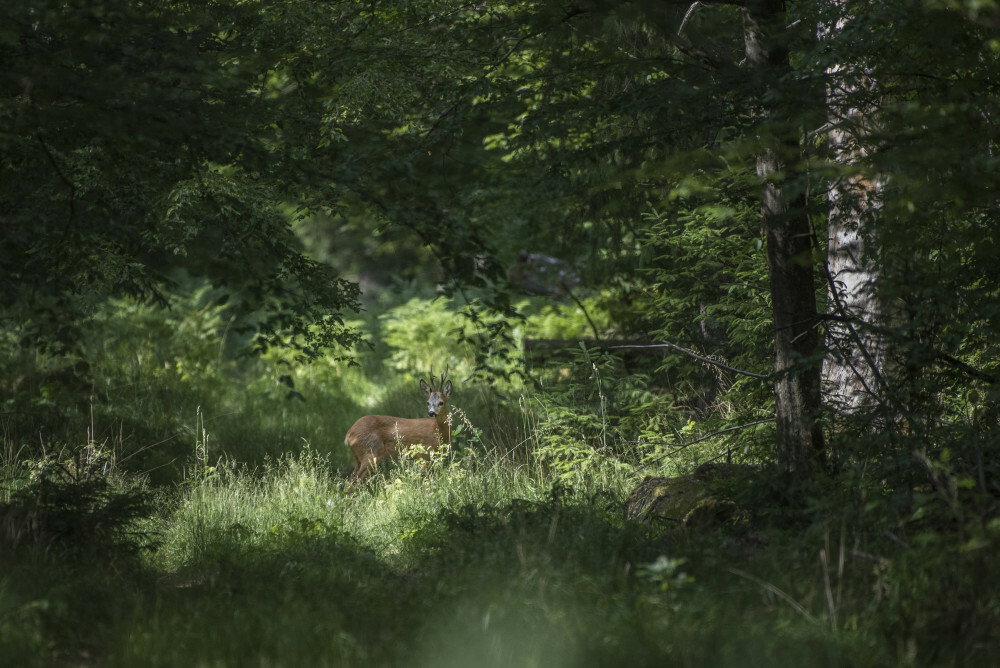 Puszcza Białowieska