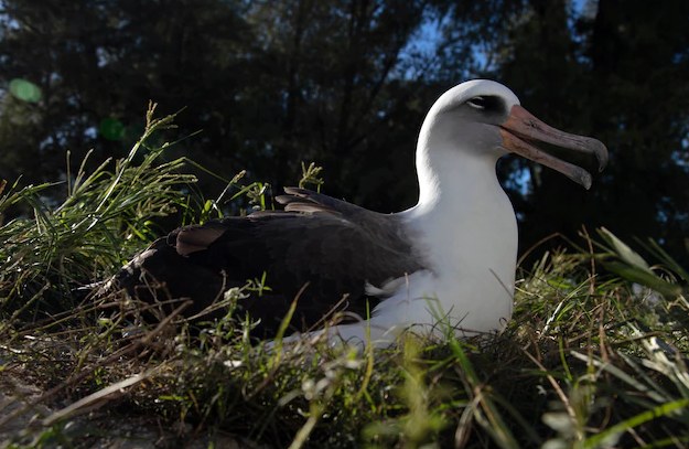 Najstarszy ptak świata, samica albatrosa o imieniu Wisdom