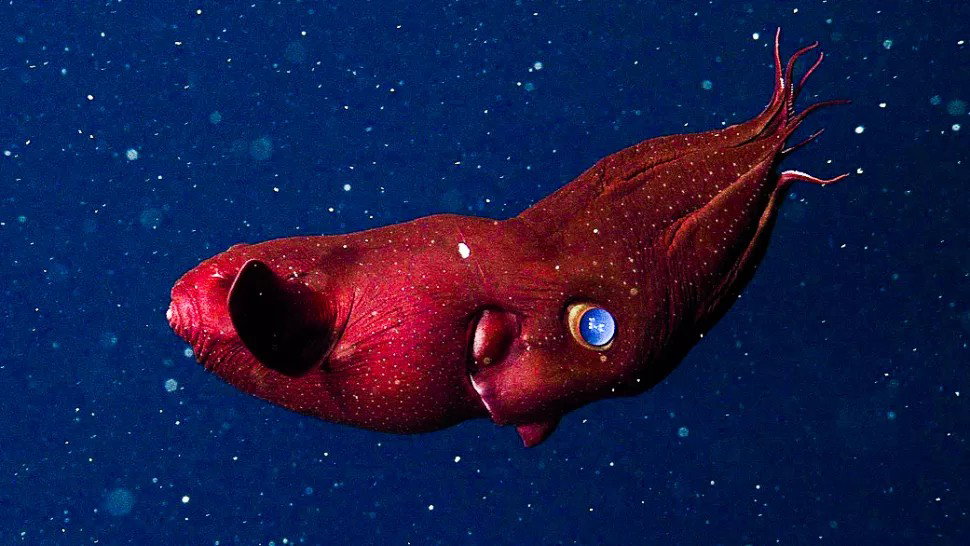 Wampirnice przysotosowane są do życia w głębokich wodach o niskiej zawartości tlenu (Image credit: MBARI)
