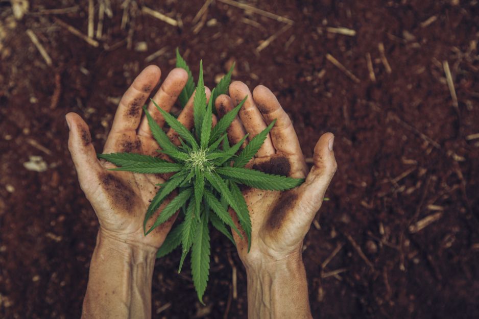 marihuana