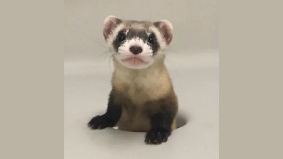 Elizabeth Anne przyszła na świat w grudniu 2020 roku (fot. USFWS National Black-footed Ferret Conservation Center)