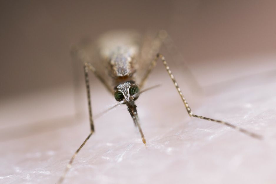 Komar, Anopheles stephensi