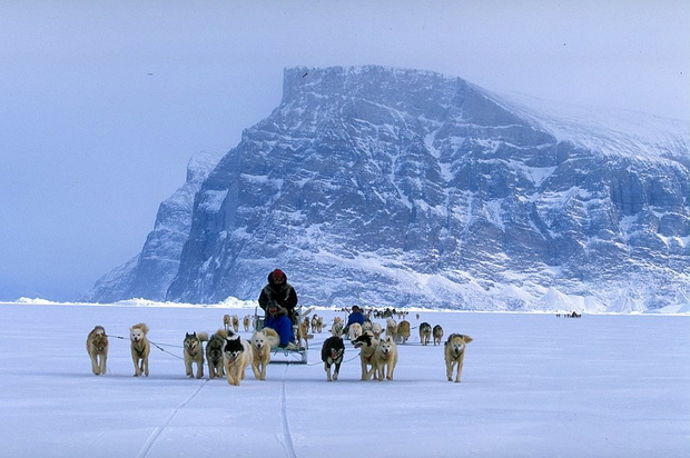 Dogsledding