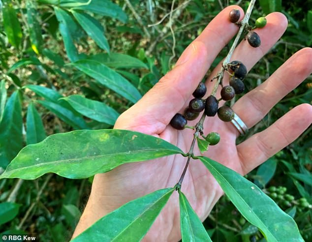 Ziarna dziko rosnącej Coffea stenophylla z Sierra Leone (fot. RBG Kew)