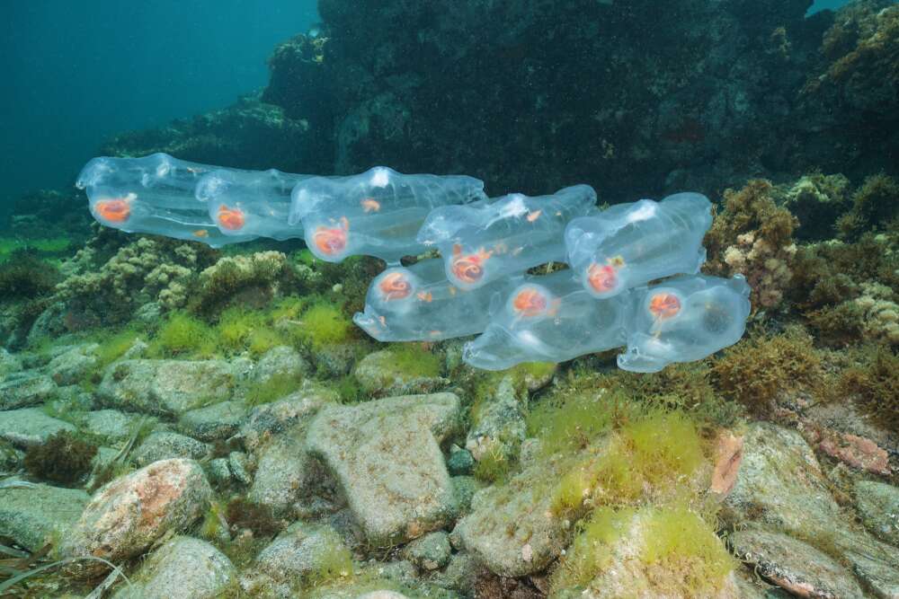 Łańcuchy salp mogą ciągnąć się kilometrami (fot. Getty Images)