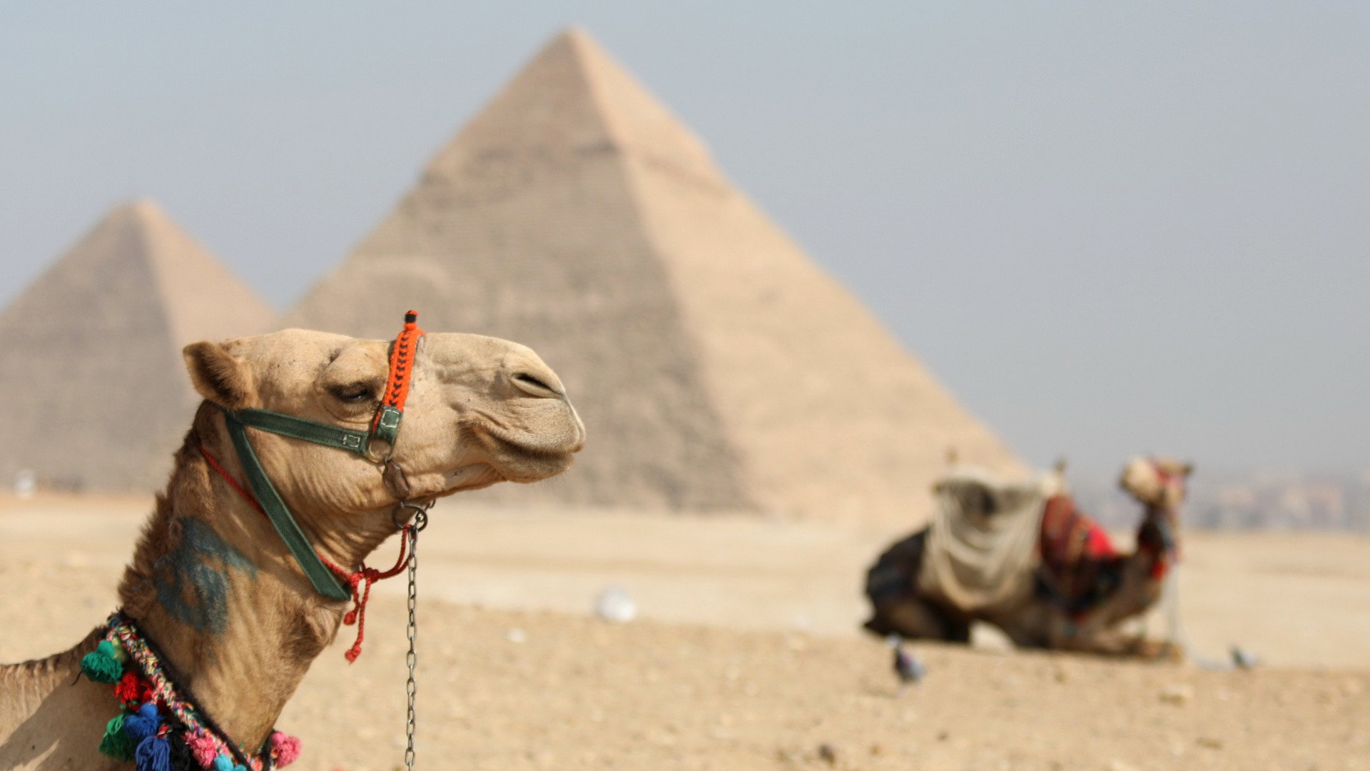 Polacy na majowe wyjazdy chętnie wybierają Egipt (fot. Getty Images)